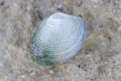 Katelysia rhytiphora