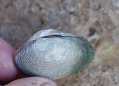 Katelysia rhytiphora