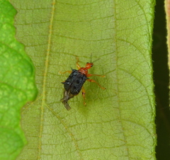 Hoplapoderus hystrix