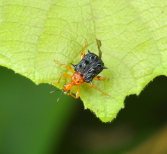 Hoplapoderus hystrix