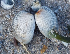 Katelysia rhytiphora