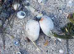 Katelysia rhytiphora