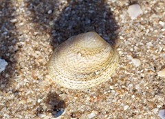 Katelysia rhytiphora