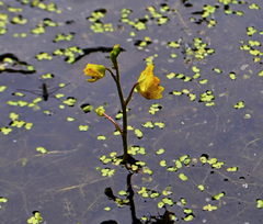 Utricularia