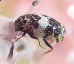 Anthrenus pimpinellae