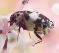 Anthrenus pimpinellae