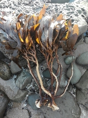 Lessonia trabeculata