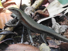 Eutropis multifasciata