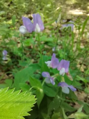 Lathyrus laxiflorus