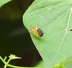 Hoplapoderus hystrix