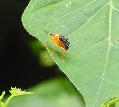 Hoplapoderus hystrix