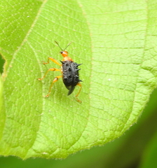 Hoplapoderus hystrix