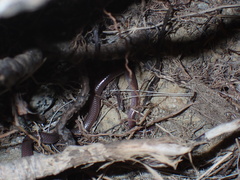 Rena humilis humilis