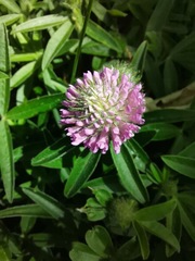 Trifolium alpestre