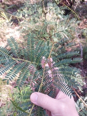 Acacia terminalis