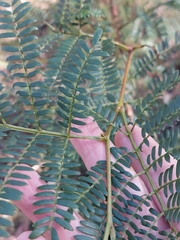 Acacia terminalis
