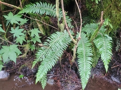 Polystichum setigerum