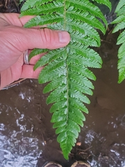 Polystichum setigerum