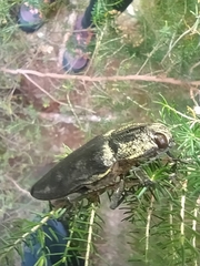 Chalcophora detrita