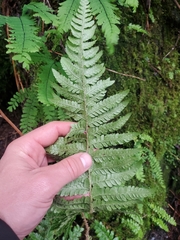 Polystichum setigerum