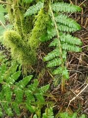 Polystichum setigerum