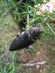 Chalcophora detrita