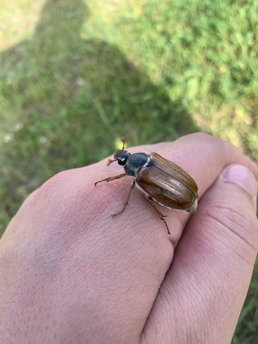 Cockchafer