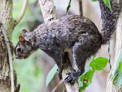 Sciurus colliaei