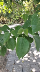Gmelina