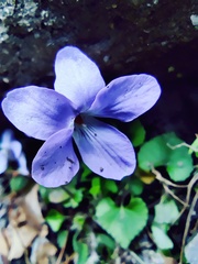 Viola grypoceras