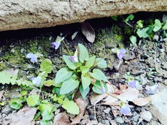 Viola japonica