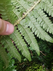 Polystichum setigerum
