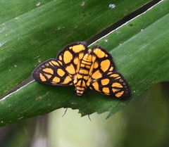 Odina hieroglyphica ortina