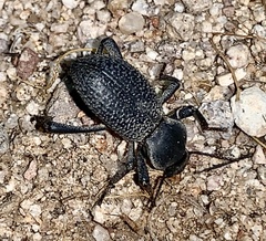 Cryptoglossa variolosa