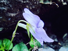 Viola grypoceras