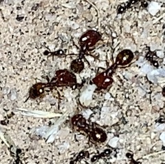 Pheidole xerophila