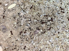 Pheidole xerophila