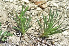 Plantago wrightiana