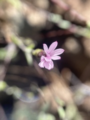 Lessingia micradenia micradenia