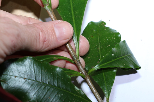 Image of Ochrosia poweri by (c) Greg Tasney, some rights reserved (CC BY-SA)
