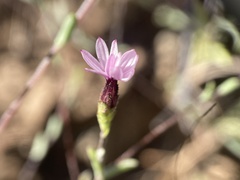 Lessingia micradenia micradenia