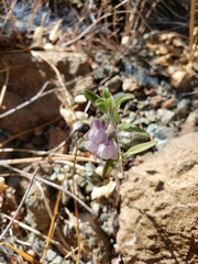 Sairocarpus cornutus