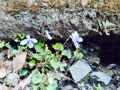 Viola grypoceras