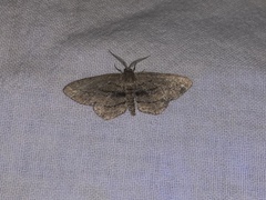 Hypagyrtis brendae