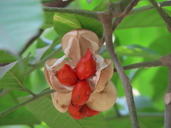 Aphanamixis polystachya