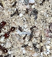 Pheidole xerophila