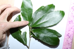 Croton acronychioides