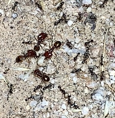 Pheidole xerophila