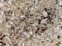 Pheidole xerophila