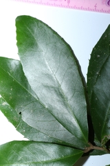 Croton acronychioides